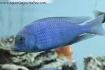 Blue Dolphin Cichlid 4" (Cyrtocara Moorii)